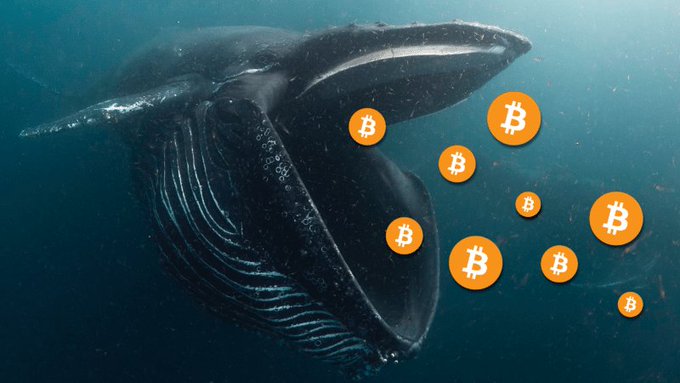 A humpback whale swims underwater with multiple Bitcoin (₿) icons floating in front of it, visually representing the recent accumulation of 43,000 BTC ($2.9 billion) by Bitcoin whales over the past 60 days, as reported by Bloomberg.