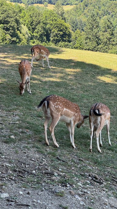 Four spotted deer graze peacefully on a grassy hillside surrounded by lush green trees, perfectly capturing the serene "recharge" moment the poster mentioned—taking a break from the slow web3 markets to enjoy nature and connect with beautiful wildlife.