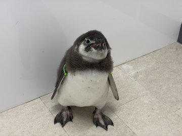 A small, fluffy juvenile penguin with a notably rounded body shape sits on a tiled floor against a white wall, illustrating the "Short Spined Penguin" described in the post.