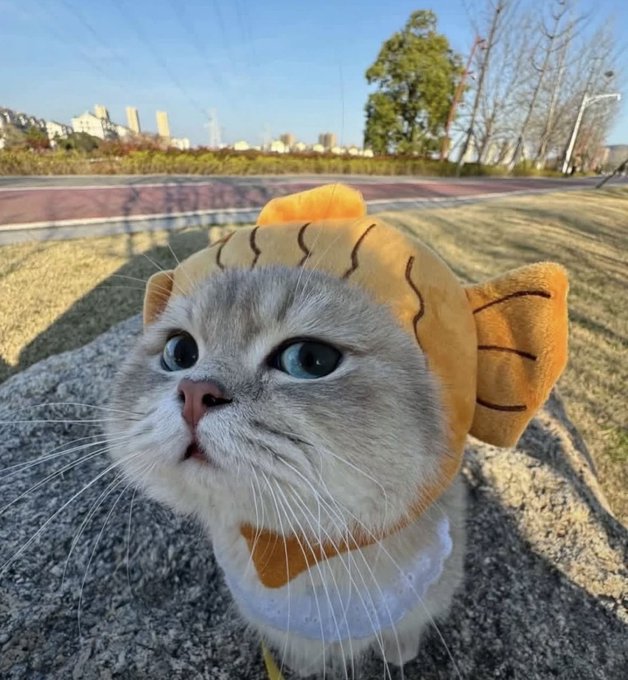 A close-up of a cat wearing an orange fish-shaped hat, sitting on a rock outdoors with a road and trees in the background.