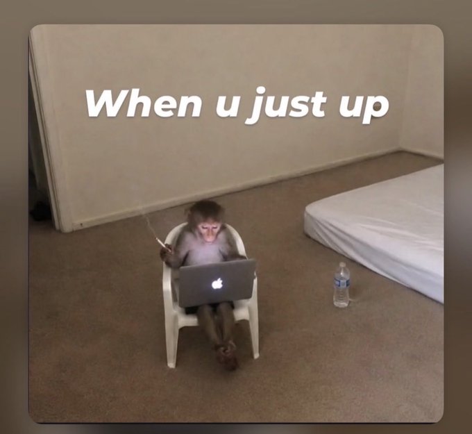 A monkey sits on a small white chair using a MacBook laptop, with the caption "When u just up" displayed above, humorously depicting the relaxed, groggy state of checking crypto portfolios first thing in the morning after a price pump.