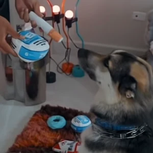 A husky dog wearing a blue collar looking up at a Frosty Paws ice cream container being held by a person, with donuts visible on a tray nearby.