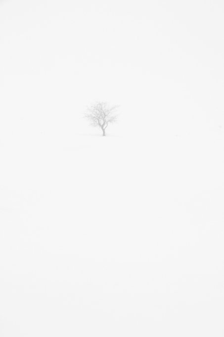 A minimalist image of a single bare tree in a vast white snowy landscape with fog.