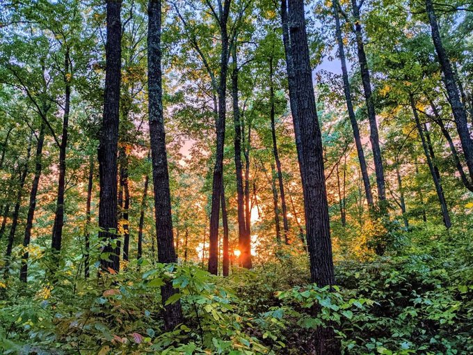 A scenic photograph of a forest at sunset, with sunlight filtering through tall trees and lush green undergrowth.