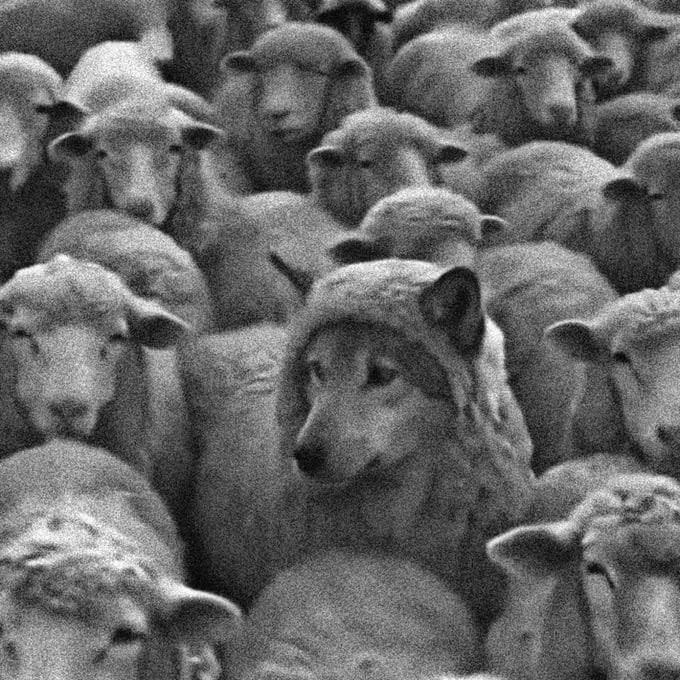 The image shows a large group of sheep gathered together, with one sheep wearing a hat that resembles a wolf's head. The photo appears to be black and white, giving it an artistic or vintage feel. The caption provided seems unrelated to the main subject matter - "Good morning, fam! Today is an important day - the stock market opens after the recent market dump There will be plenty of opportunities today, and it may also set the tone for the entire month, or even the whole summer Keep an eye on the strong projects: $CARDS." The image does not directly relate to the caption provided.