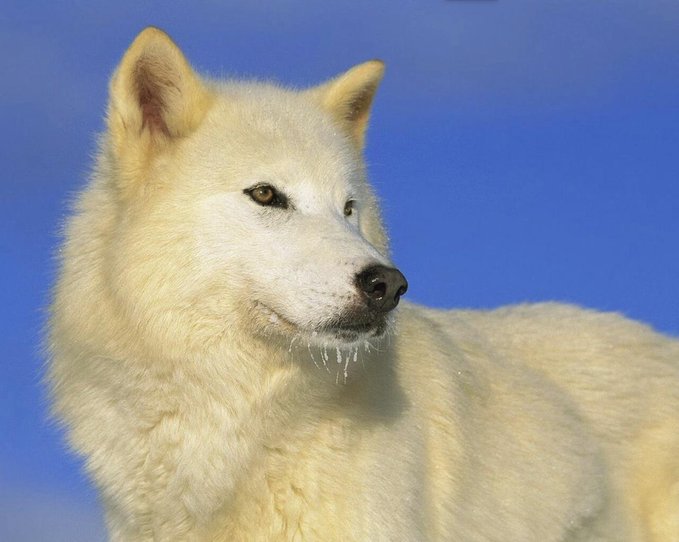 A pristine white wolf, with frost clinging to its muzzle, gazes stoically into the distance against a clear blue sky, embodying the quiet strength required for the long and arduous bull market journey ahead.