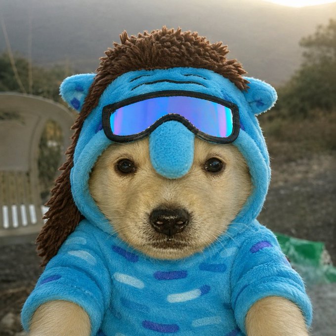 ikead, a dog wearing a blue costume with a hat and sunglasses that has its head tilted back as if posing for a photo.