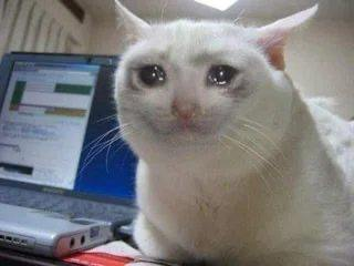 A wide-eyed white cat stares directly at the camera in front of an open laptop, humorously personifying the "$CASHCAT" memecoin referenced in the caption about a potential billion-dollar memecoin season on Robinhood. The cat's surprised, almost shocked expression seems to mirror the "surprised" reaction the post's author predicts from the crypto community if $CASHCAT takes off.