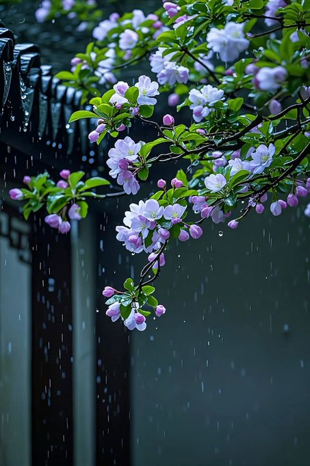 The image features a close-up of a tree branch covered in white flowers that are blooming, possibly due to rain or dew. The background appears to be dark, which contrasts with the vibrant colors of the flowers. In the corner of the image, there is text that reads "Good Morning @NomismaNetwork and @useTria." This suggests that the photo was taken by someone who works for Nomisma Network or uses a particular service from them.