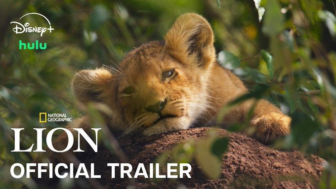 A lion cub rests on a rock surrounded by lush green foliage in this promotional image for the National Geographic documentary "Lion," featuring Disney+ and Hulu branding alongside text promoting the "Official Trailer." The image ties into the post by showcasing the adorable cub "Kio," the star of Jon Favreau-produced documentary that follows the lion's four-year journey to adulthood.