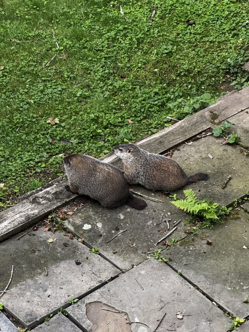 Two small mammals interacting on stone paving next to a grassy area, with one appearing to nuzzle or groom the other.