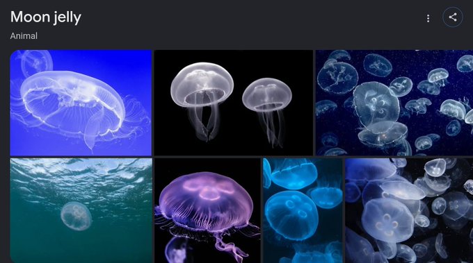A Google image search result page for 'Moon jelly' under the Animal category, displaying various photos of translucent jellyfish in blue and purple hues against dark backgrounds.