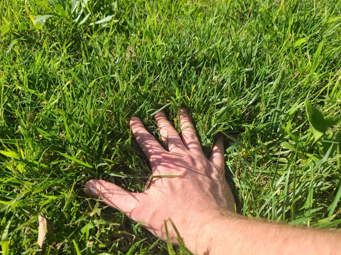 A hand rests flat on lush, sunlit green grass, visually capturing the "touch grass" sentiment as a grounding morning ritual. The simple, natural scene reinforces the post's call to step outside and connect with the real world, complementing the tag @CNPYNetwork.