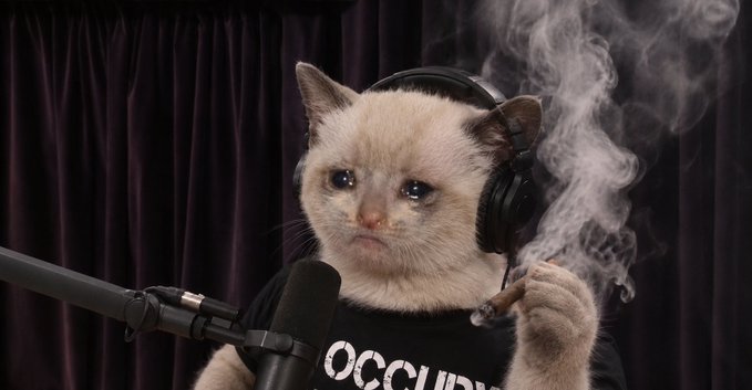 A humorous image of a sad-looking white cat wearing black headphones and an 'OCCUPY' t-shirt, holding a smoking cigar while sitting in front of a studio microphone.
