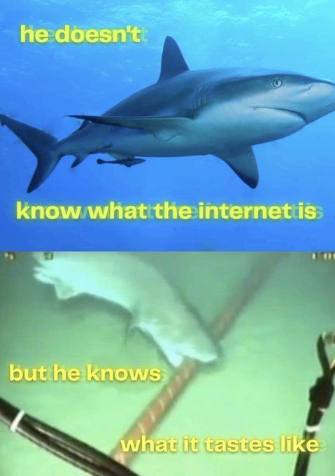 A two-panel meme showing a great white shark with text 'he doesn't know what the internet is' on top, and the same shark biting an underwater cable with text 'but he knows what it tastes like' on the bottom.