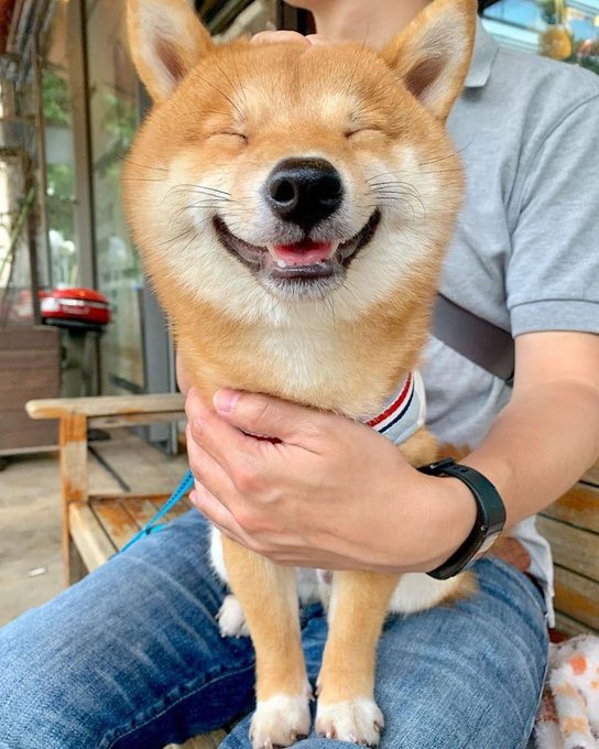 A Shiba Inu flashes a big, squinty smile while being held by its owner, with a leash and smartwatch visible. The post jokingly promotes the dog as the "head of product" celebrating a $40K gain on BullpenFi.