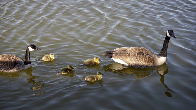 Two adult Canada geese swimming in water with four yellow goslings between them.