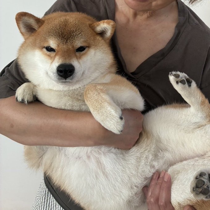 A chubby Shiba Inu named "Huggy-chan" lies belly-up in its owner's arms, perfectly embodying the cozy, huggable greeting "Cheerio." The relaxed pose, with paws sprawled out and a calm, sleepy expression, highlights the dog's affectionate nature in this charming companion moment.