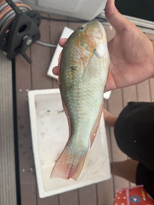 A person holding a freshly caught colorful fish with green, orange, and blue scales over a white container on what appears to be a boat deck.