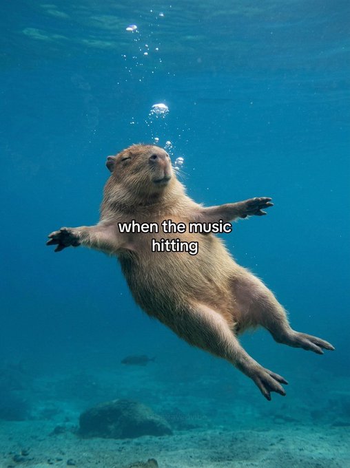 An otter floating on its back underwater with text overlay reading 'when the music hitting'.