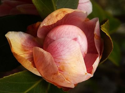 A close-up photograph of a delicate pink and peach-colored camellia bloom with layered petals, captured in soft natural light against dark green foliage. The image showcases specimen number 2 from a 5-edition Tezos NFT collection titled "FlowersOnFriday," representing the second flower in this generative art series.