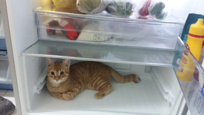 An orange tabby cat is curled up on the bottom shelf of an open refrigerator, seeking relief from the heat—visually echoing the post's plea to "Jeff" for another airdrop to fund an AC installation.