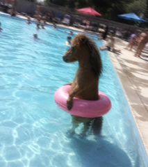 A brown horse stands upright in a pink inflatable pool float ring in a swimming pool at a crowded outdoor pool area. The image humorously ties to the $HORSE crypto promotion, using the literal horse-in-pool visual as a meme for the "buy $HORSE" pitch.