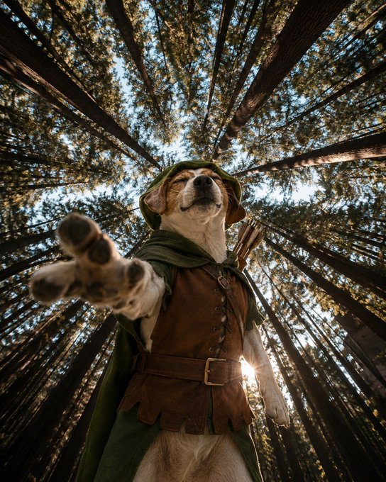 A dog dressed as Robin Hood reaches out toward the viewer in a forest of towering trees, embodying the playful spirit of the $WISHBONE meme coin. The image ties to the post's theme by visually casting the dog as a heroic archer, suggesting WISHBONE as the "one coin" poised to hit the bullseye among dog-themed tokens on Robinhood.