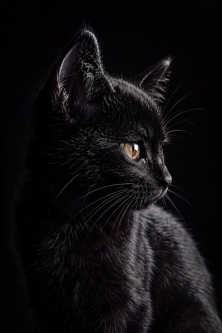 A striking profile portrait of a sleek black cat with luminous amber eyes against a dark background, matching the post's introduction of "Thor," a stray cat-themed NFT artwork. The dignified side-view composition emphasizes the cat's alert, regal gaze—fitting the ethereal, collectible nature of the digital art piece.