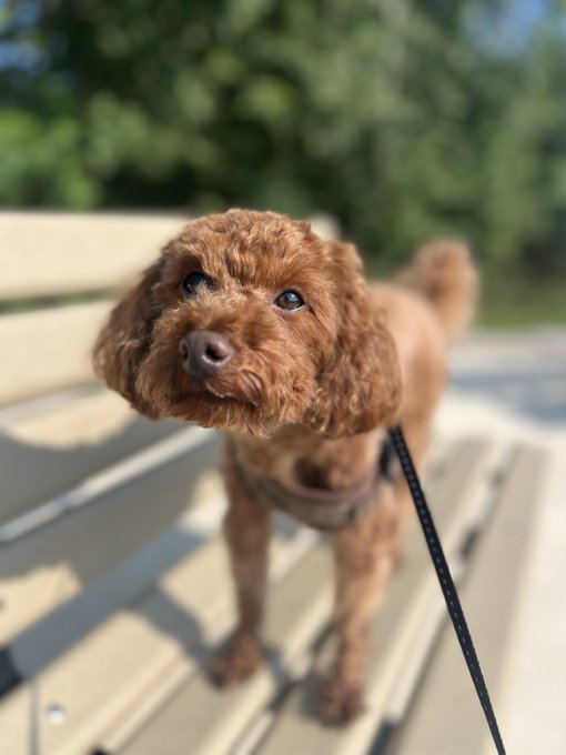 A close-up photo of a brown toy poodle standing on a wooden deck, wearing a harness and looking at the camera with its tongue slightly out.