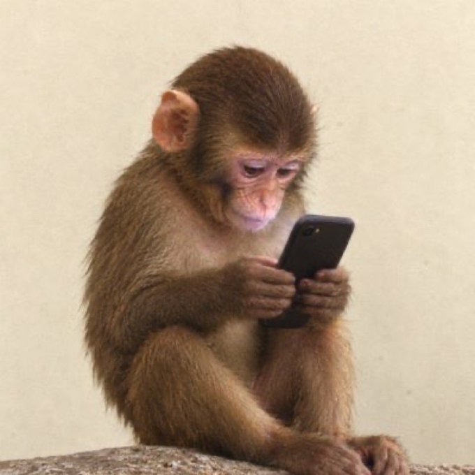 A baby monkey sitting and intently looking at a black smartphone it holds in its hands.