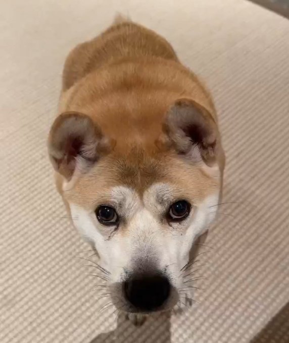 A close-up portrait of a Shiba Inu dog looking up at the camera with large dark eyes, standing on a beige textured floor.
