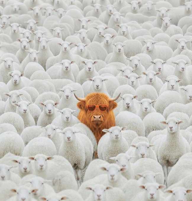 An orange highland cow wearing red sunglasses stands out distinctively in the center of a large flock of white sheep.