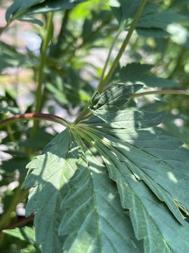 A close-up photograph of a green cannabis plant with serrated leaves under bright sunlight.