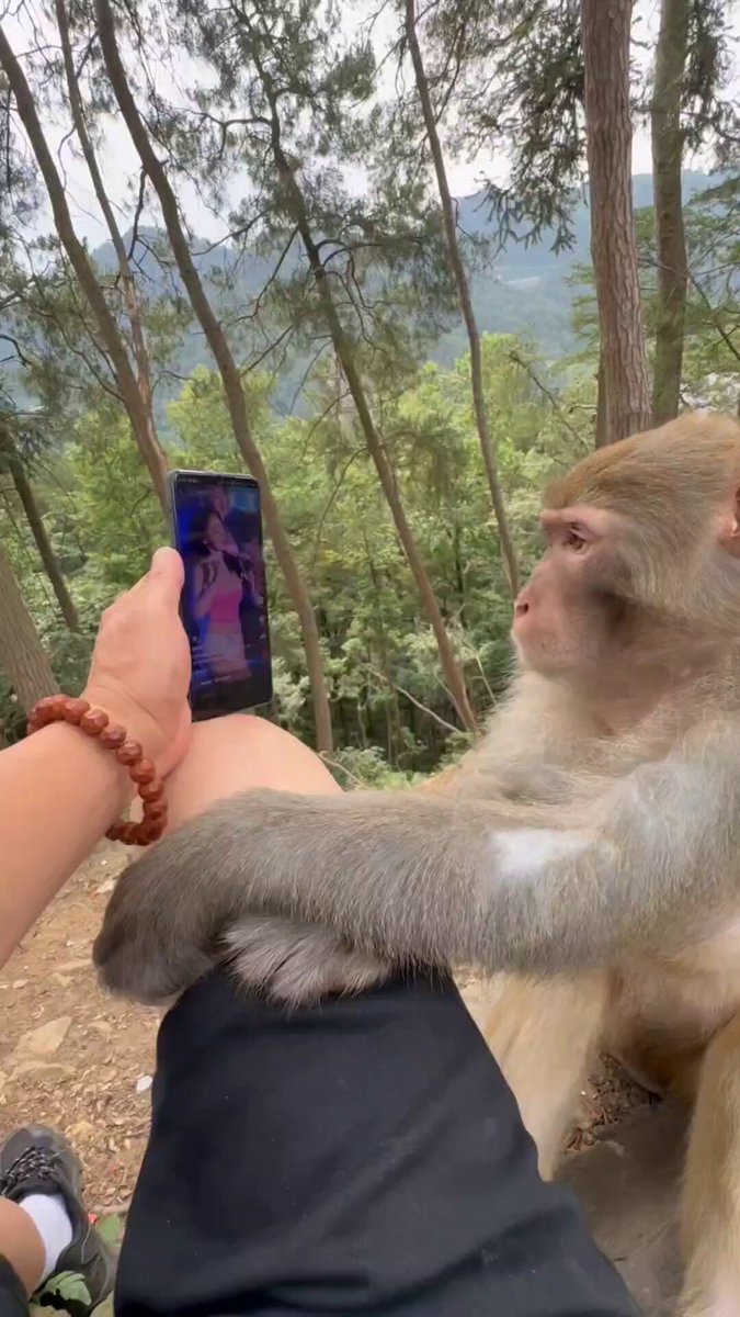 The image features a person sitting next to a monkey, with both of them looking at a cell phone screen together. The scene takes place outdoors, possibly near some trees or a forest setting. The caption for this image reads "TermMax在BNB Chain上的RWA抵押借贷场景", which suggests that the monkey is likely a pet of TermMax, and they are enjoying their time together while using the cell phone.