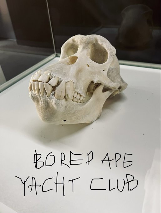 A primate skull displayed in a glass case with a handwritten sign reading 'BORED APE YACHT CLUB' placed in front of it.