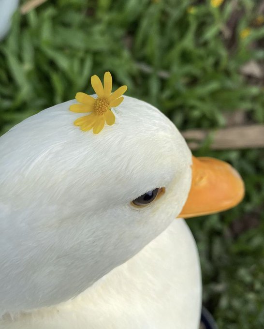 The image features a duck with a yellow flower on its head, giving it an adorable appearance. The text in the caption reads "gquack Changes are coming this week @wallchain seems to be building something big Could be new campaigns or a major TGE update Something is about to drop What do you think?". This suggests that there might be some changes happening at Wallchain, possibly related to their social media presence. The duck's flowery head adds a whimsical touch to the image and could serve as an interesting conversation starter for those who see it.