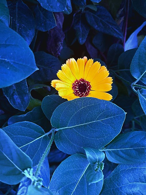 A vibrant photograph of a single yellow-orange flower with a dark red center blooming against a backdrop of deep blue-tinted leaves.