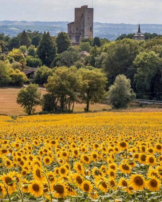 A vast field of sunflowers in full bloom stretches across the foreground, with a historic stone tower and church spire rising above the tree line in the distance. The image mirrors the post's message of strength and resilience, as sunflowers famously turn their faces toward the sun—symbolizing enduring growth and unwavering spirit, much like legendary figures who keep rising and staying strong.
