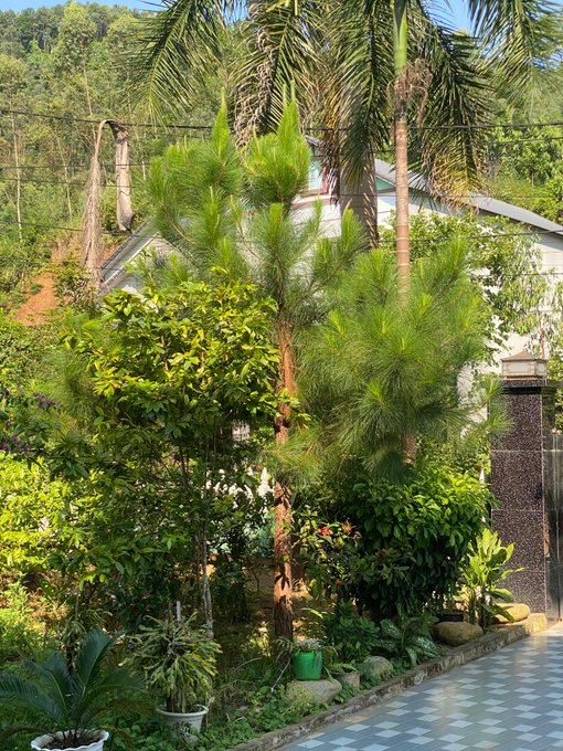 A lush tropical garden with various green plants, pine trees, and palm trees in front of a house, with a checkered tile walkway on the right side.