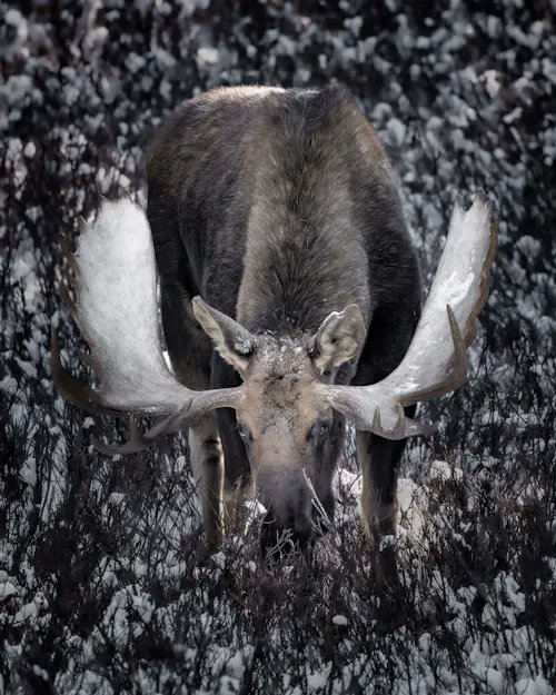 A majestic moose with large antlers stands in a snowy, brush-covered landscape, facing the camera with snow visible on its antlers.