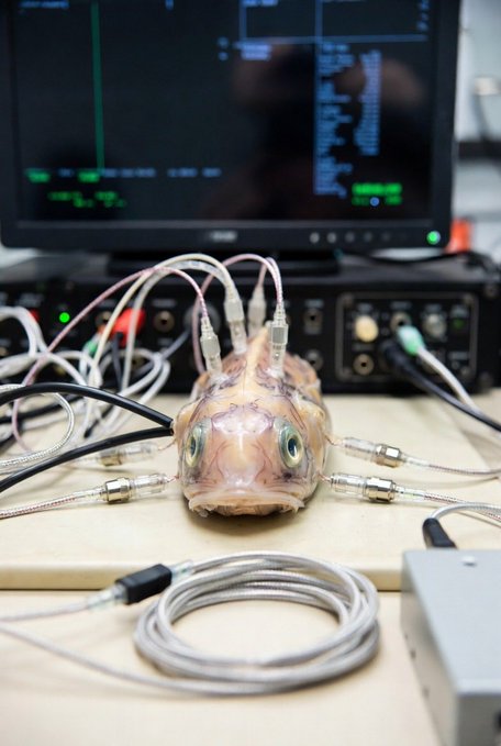 A fish's head is connected to multiple wires and electrodes on a laboratory bench, with electronic equipment and a monitor visible in the background.