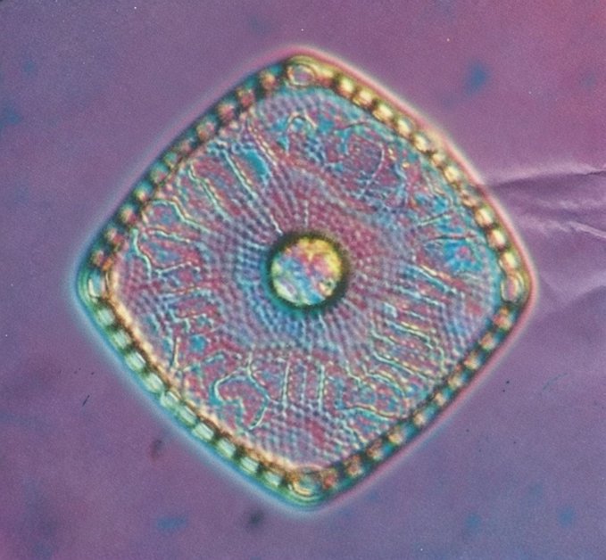 A microscopic image of a diatom, a single-celled organism, showing its intricate symmetrical, geometric structure in colorful iridescent patterns.