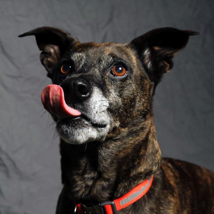 A close-up portrait of a brindle dog looking upwards with its pink tongue licking its nose, wearing a red collar against a dark grey background.