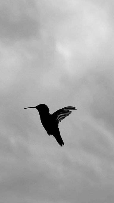 A black and white silhouette photograph of a hummingbird in mid-flight against a cloudy sky, wings spread in motion.