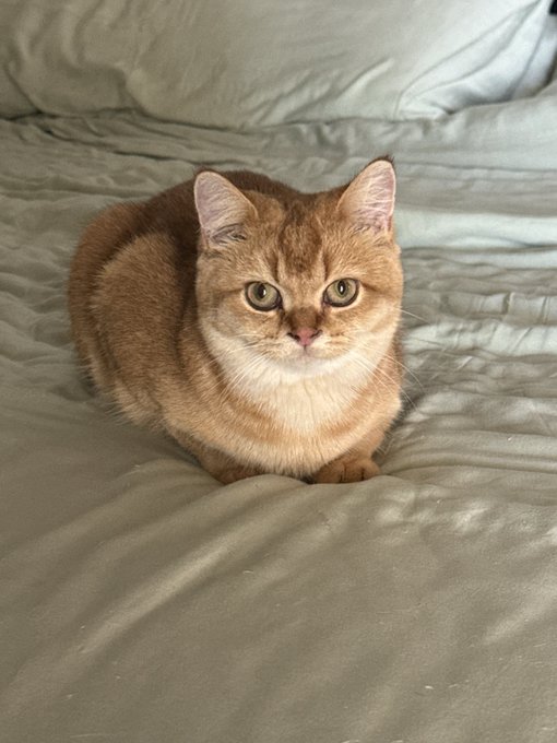 A golden-brown tabby cat with a white chest sitting on a sage green bed comforter, looking directly at the camera.