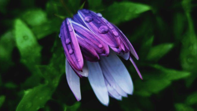 A close-up photograph of a purple and white flower bud covered in water droplets, set against a dark green leafy background.