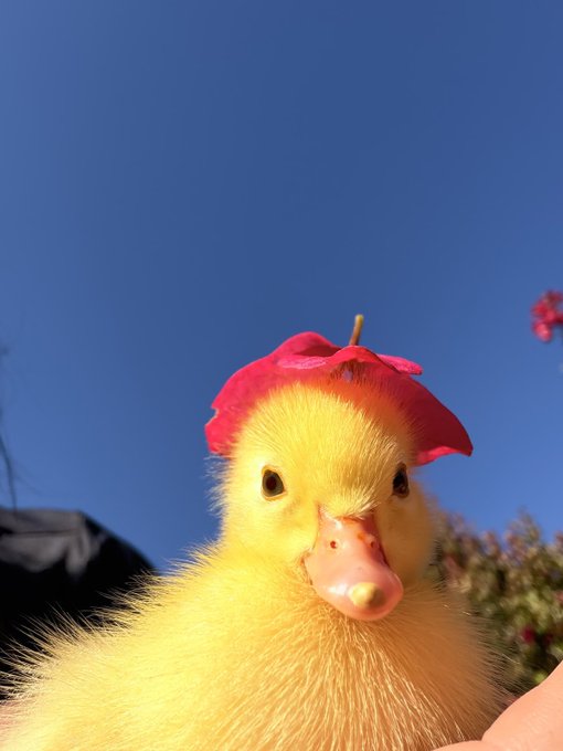 Close-up photograph of a yellow duckling with a red flower or leaf on its head, set against a clear blue sky.