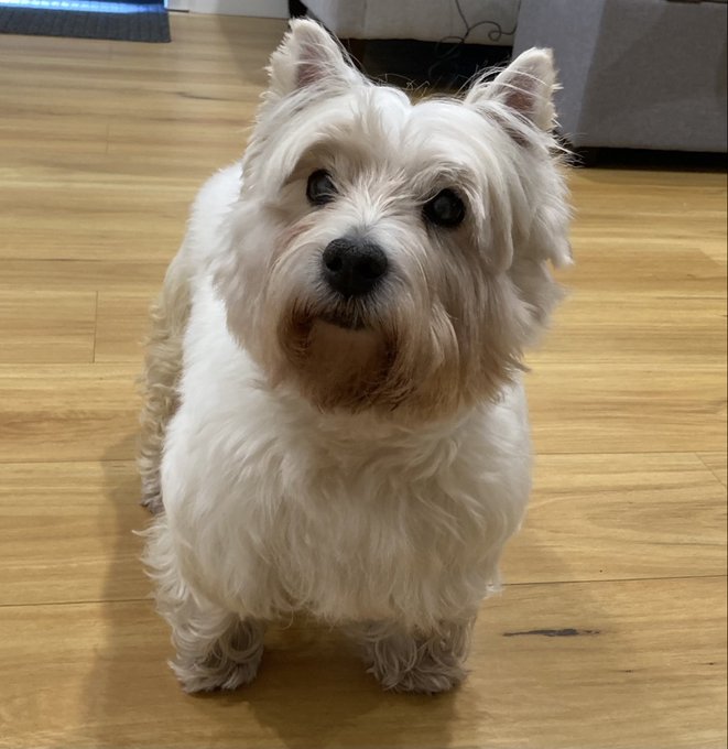 A small white fluffy dog, likely a West Highland White Terrier, sitting on a wooden floor looking up at the camera.