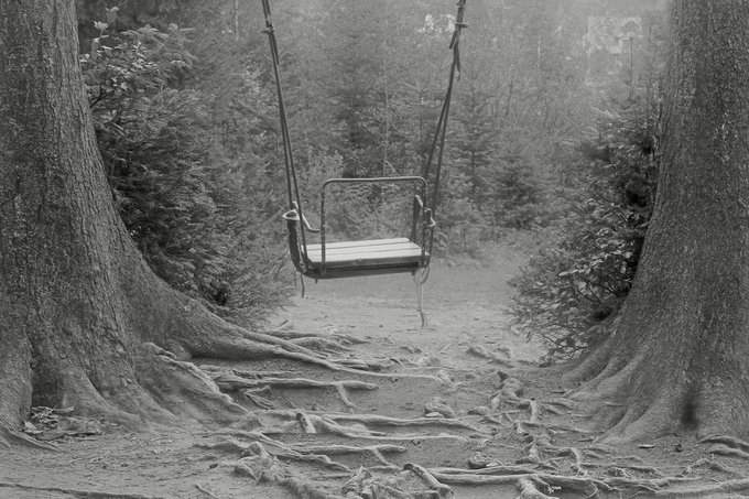 A black and white photograph of an empty wooden swing hanging between two large trees with exposed roots on a forest floor.
